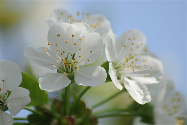 四季开花的室内盆栽都有哪些(四季开花的室内盆栽都有哪些种类)