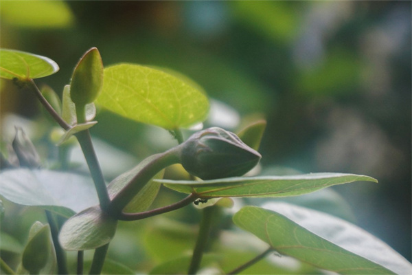 张家港花木绿植租赁(张家港花木绿植租赁公司)