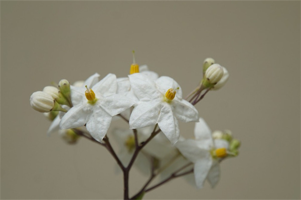 小叶紫檀盆栽绿植(小叶紫檀盆栽植物怎么养护)