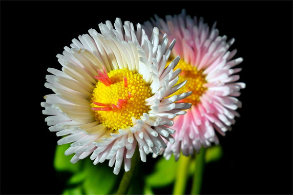 合肥绿植批发市场在哪里(合肥绿植批发市场在哪里啊)