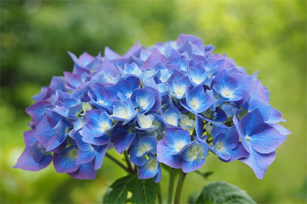 盆栽玫瑰花苗(盆栽玫瑰花苗怎么栽)
