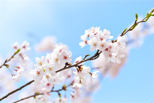 客厅易养易活的绿植有哪些(客厅易养易活的花)