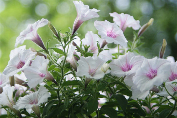 送闺密送什么花(送闺蜜送什么花比较合适)