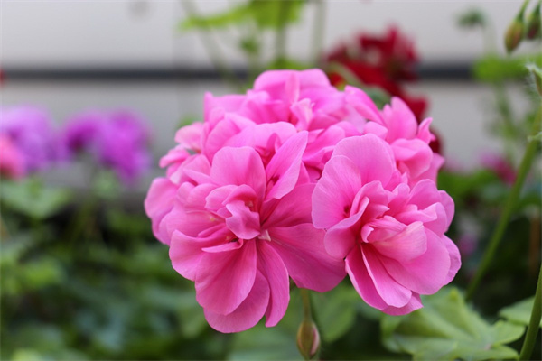 家庭盆栽花卉长寿花(家庭盆栽花卉长寿花图片大全)