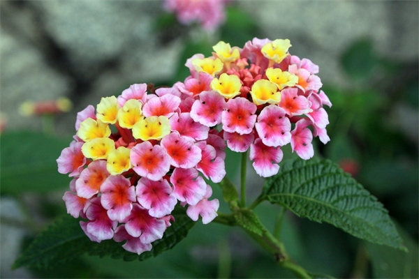 盆栽凌霄花冬天能室外过冬吗(盆栽凌霄花冬天能室外过冬吗视频)