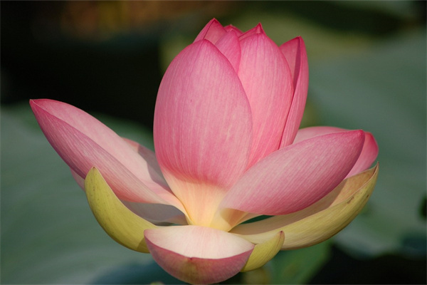 盆栽花卉大全真花(盆栽真花卉图片大全集)