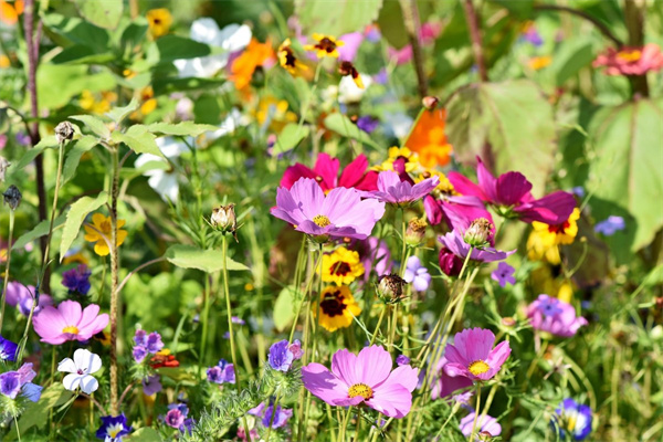 登封花卉绿植批发市场(登封哪里有卖花的)