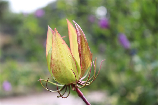 适合室内养的观叶植物有哪些(适合室内的观叶绿植)