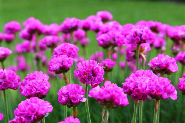 别人送花怎么养(别人送花应该怎么说)